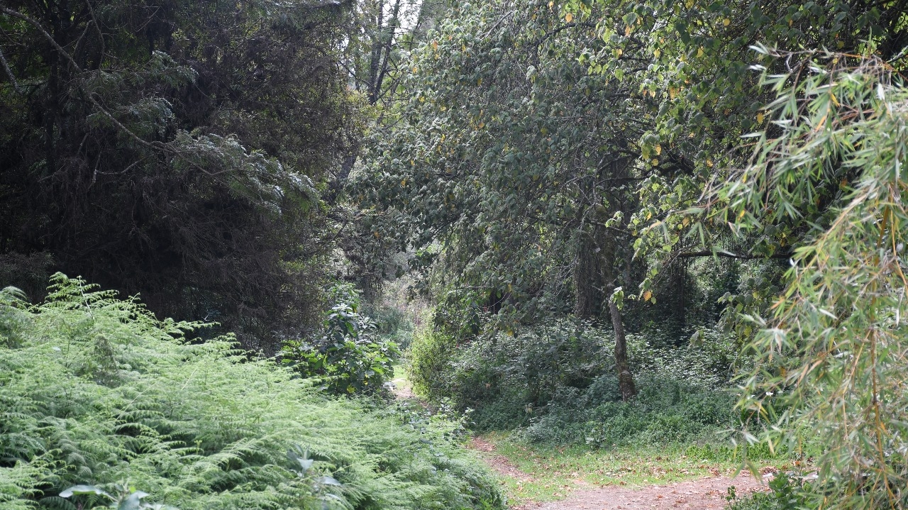 Kinale Forest: A hidden ecotourism treasure in Kiambu