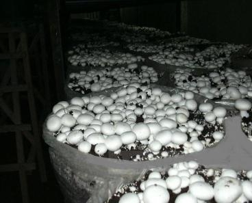 JKUAT to launch smart mushroom farming initiative