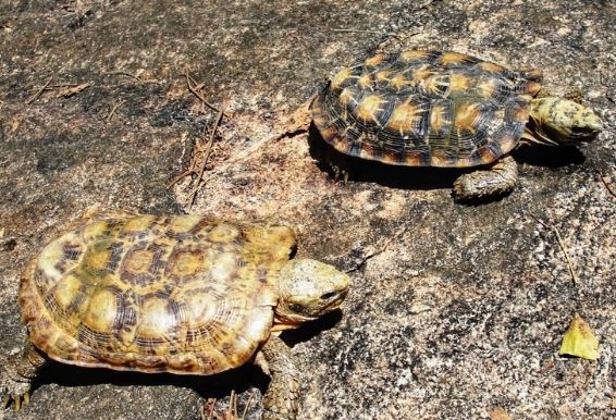 Kenya's 10-year plan to save world’s rarest tortoise