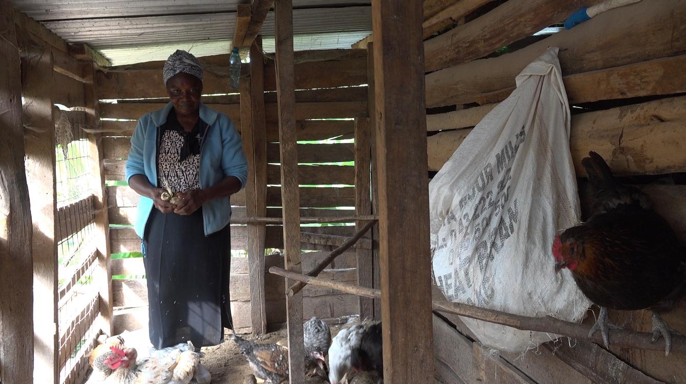 How to care for chicken to minimise the mortality
