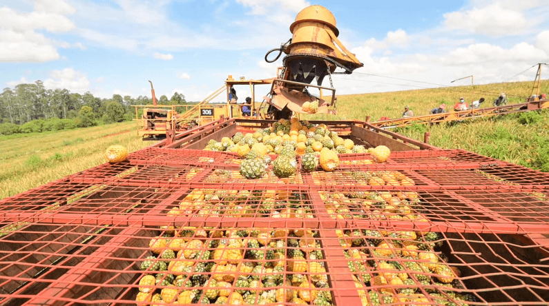 Del Monte Kenya: Cultivating sustainable future in the face of climate change