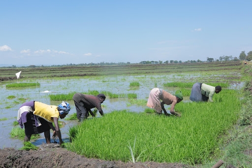 Report: Fewer farmers seeking loans despite optimism in agriculture sector