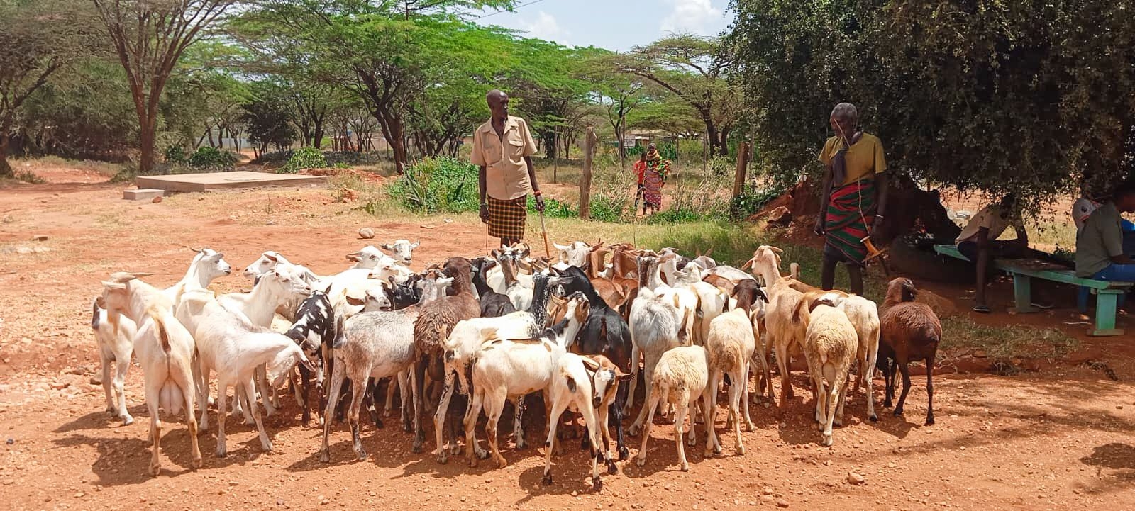 Police recover 150 livestock after gunfight with bandits in Samburu