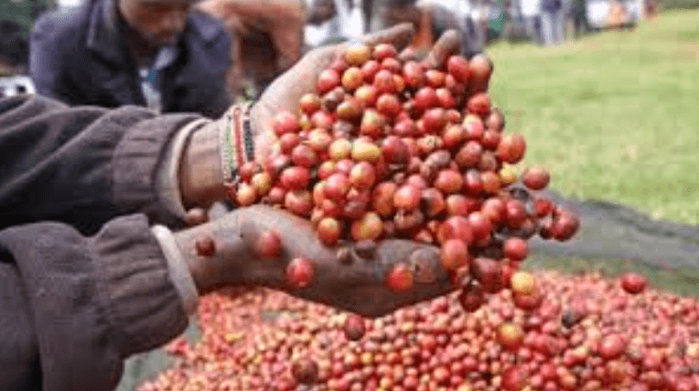 Government to pump extra Sh25 billion into coffee sector in push to triple production