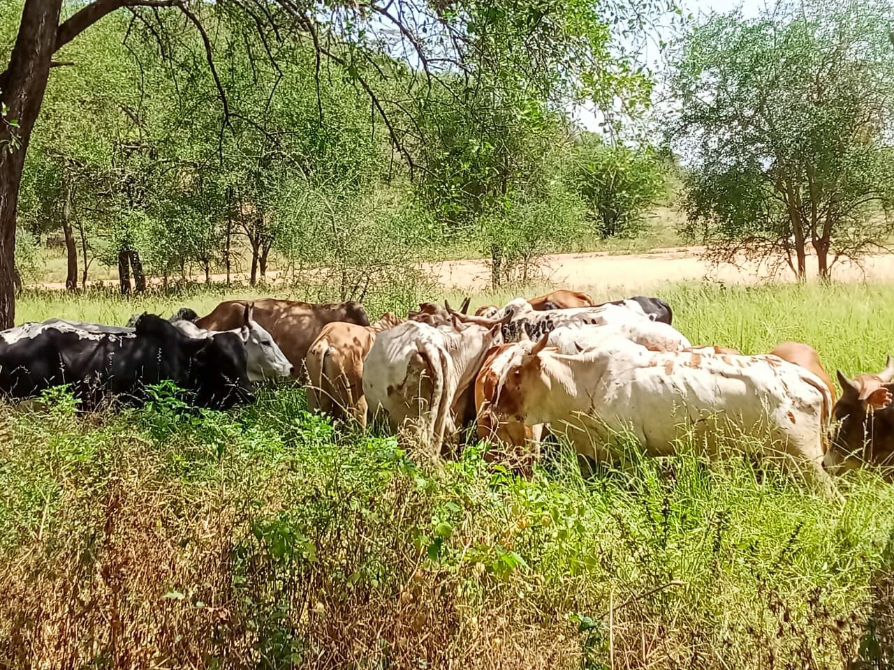 Police recover stolen livestock in Turkana