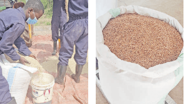 Kenya, Korea partner to boost production of rice