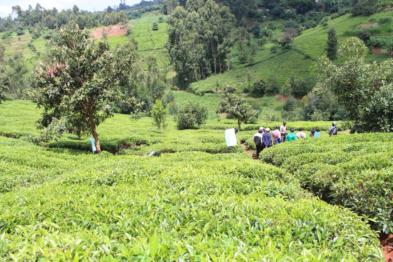 Tea farmers make Sh2.25bn in weekly auction