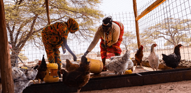 Poultry farming gives Marsabit women sense of ownership