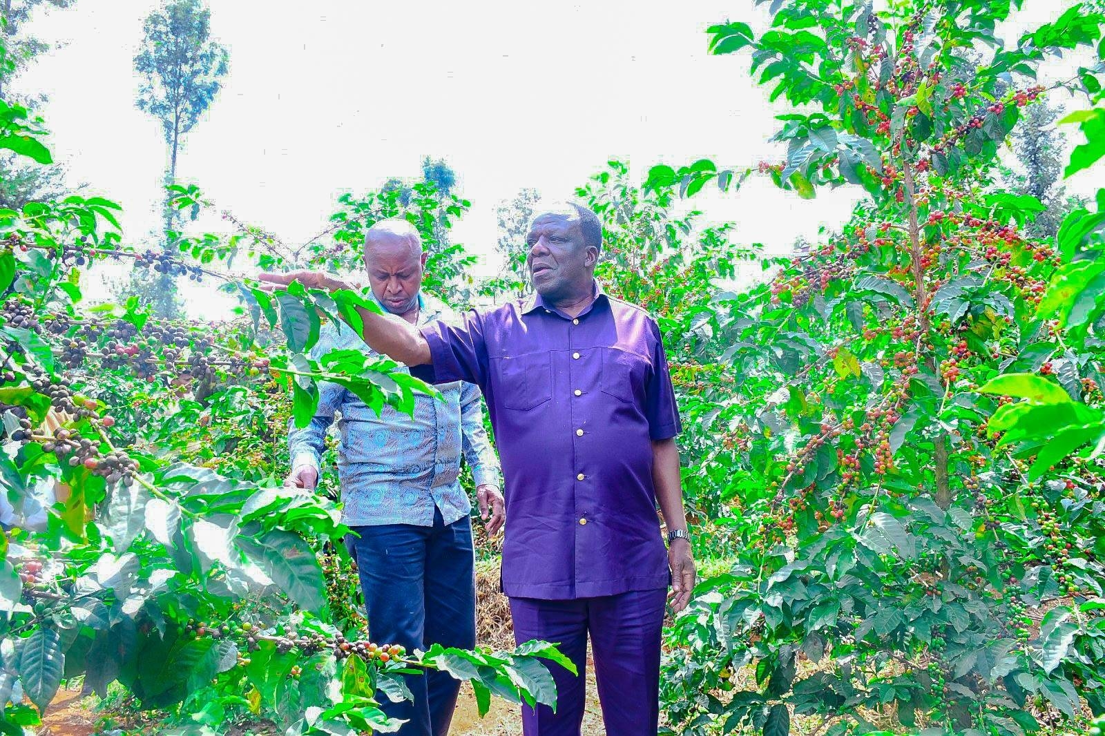 State to auction coffee co-operative managers who steal from farmers