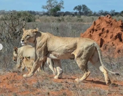 Tsavo lions to be tracked in real time under new project