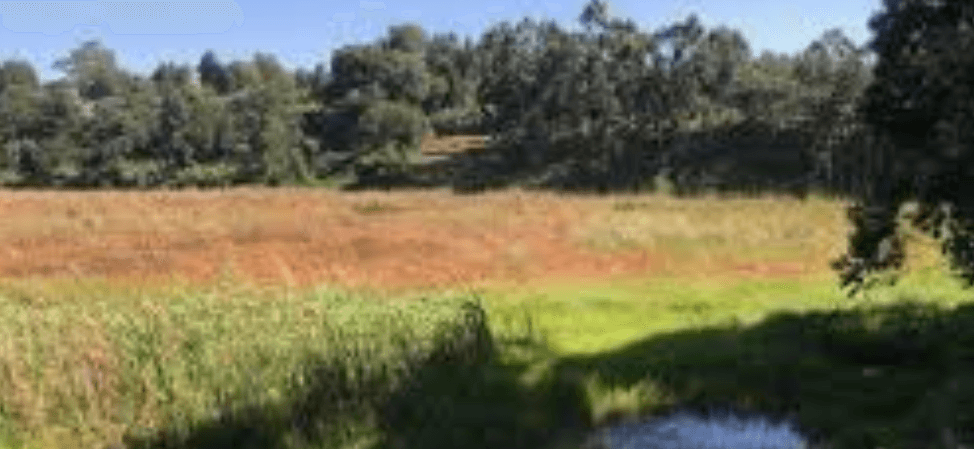 Vanishing wetlands a danger to world economies – report