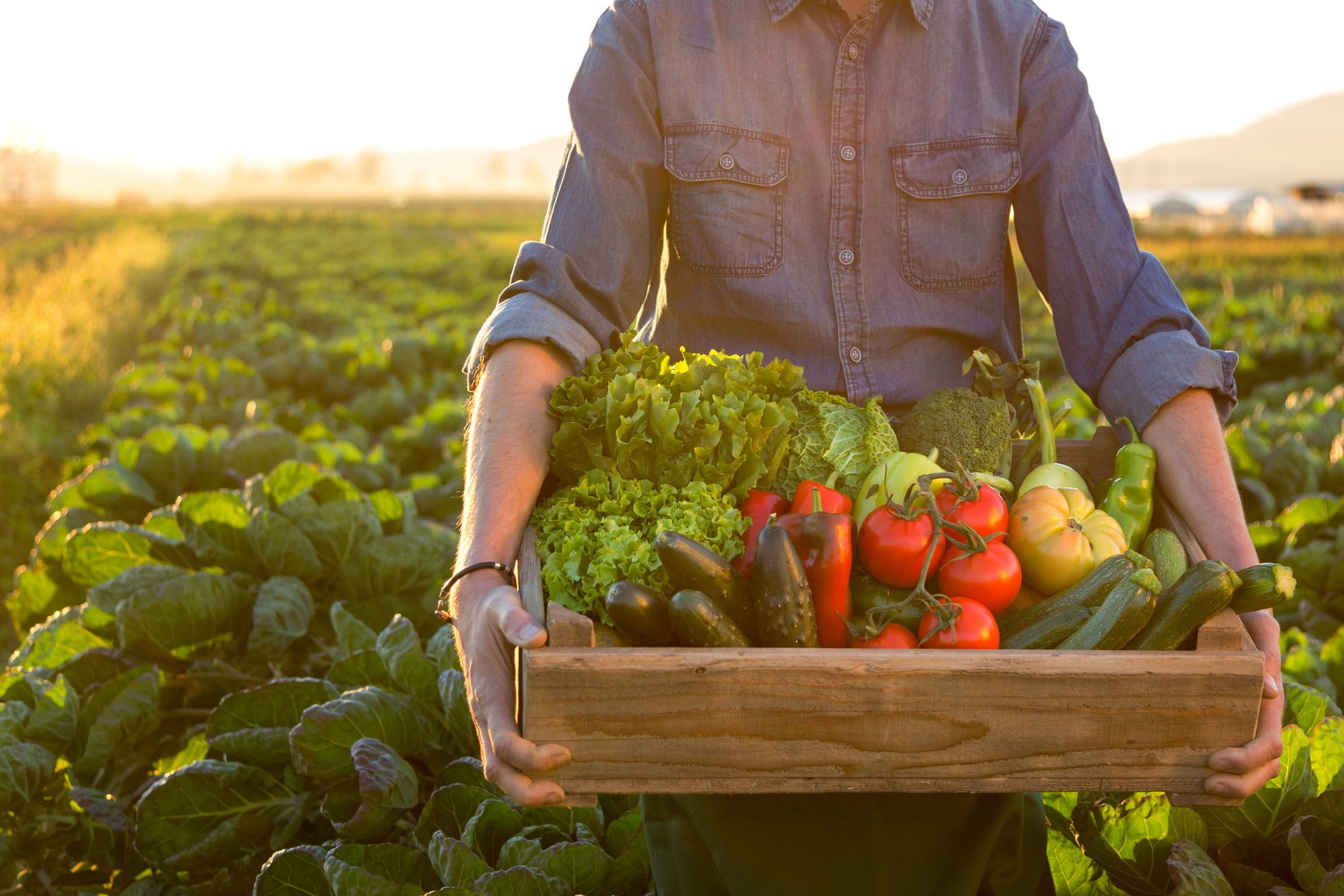 Global food system at crossroads: KPMG calls for radical collaboration to build resilience