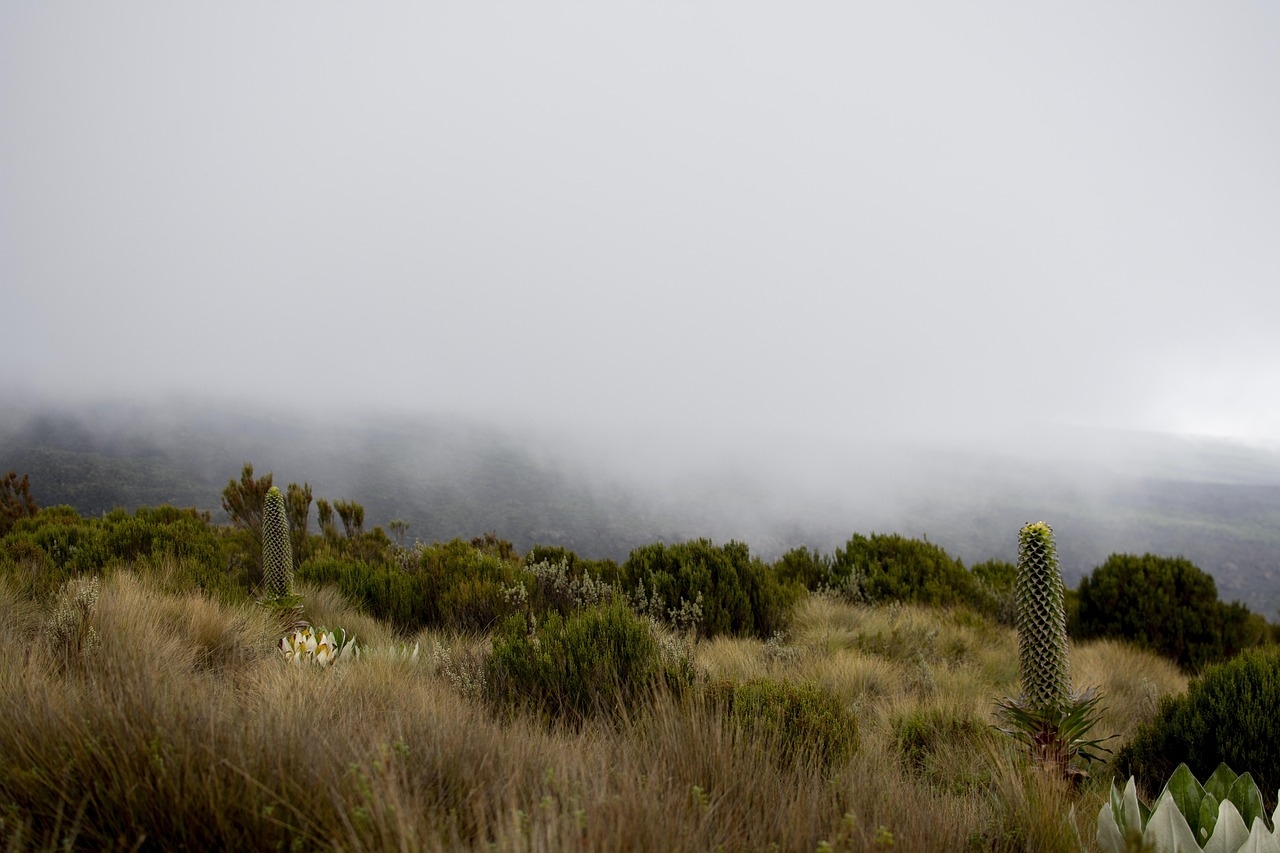 Nanyuki grows into wine tasting, book lovers’ hub