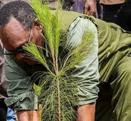 State to fence Kaptagat Forest in restoration effort
