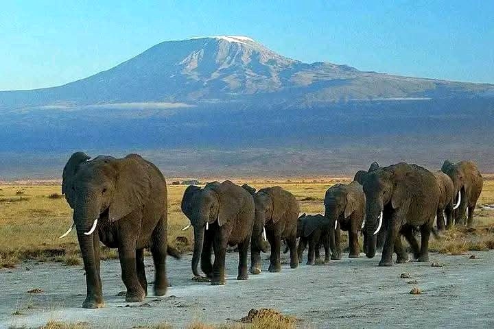 EXPLAINER: Exploring Amboseli National Park – Home to the African elephant