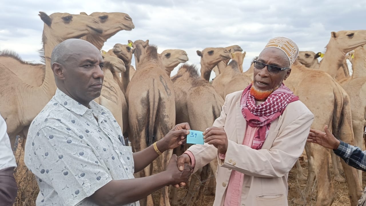 State begins camel restocking to empower Marsabit residents