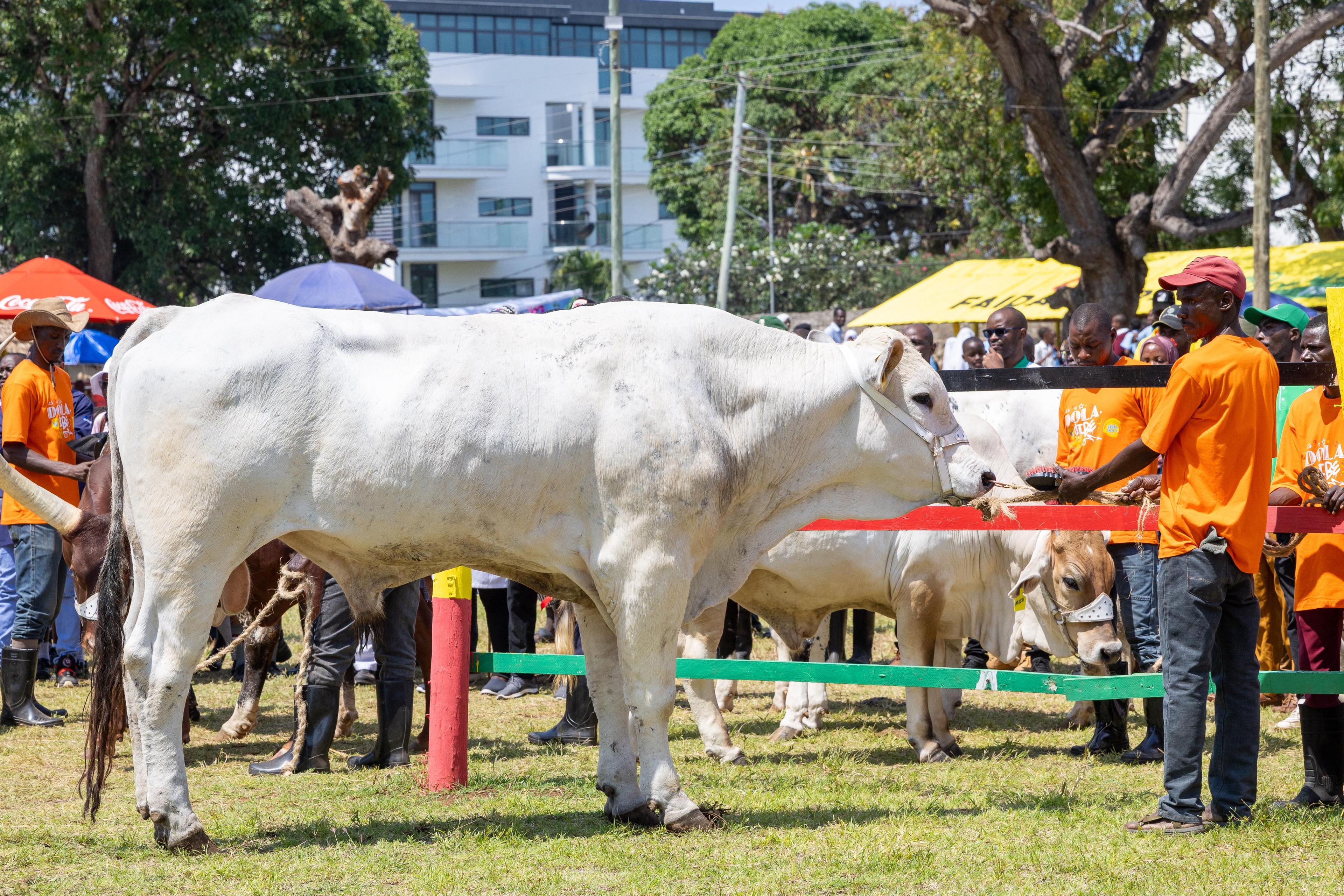 Ruto buys Sh1m bull at Mombasa ASK show