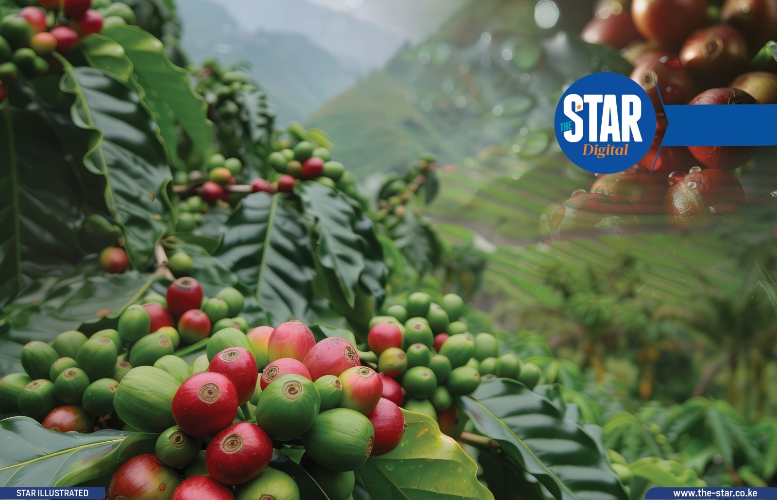 Leading counties in growth of acreage under coffee