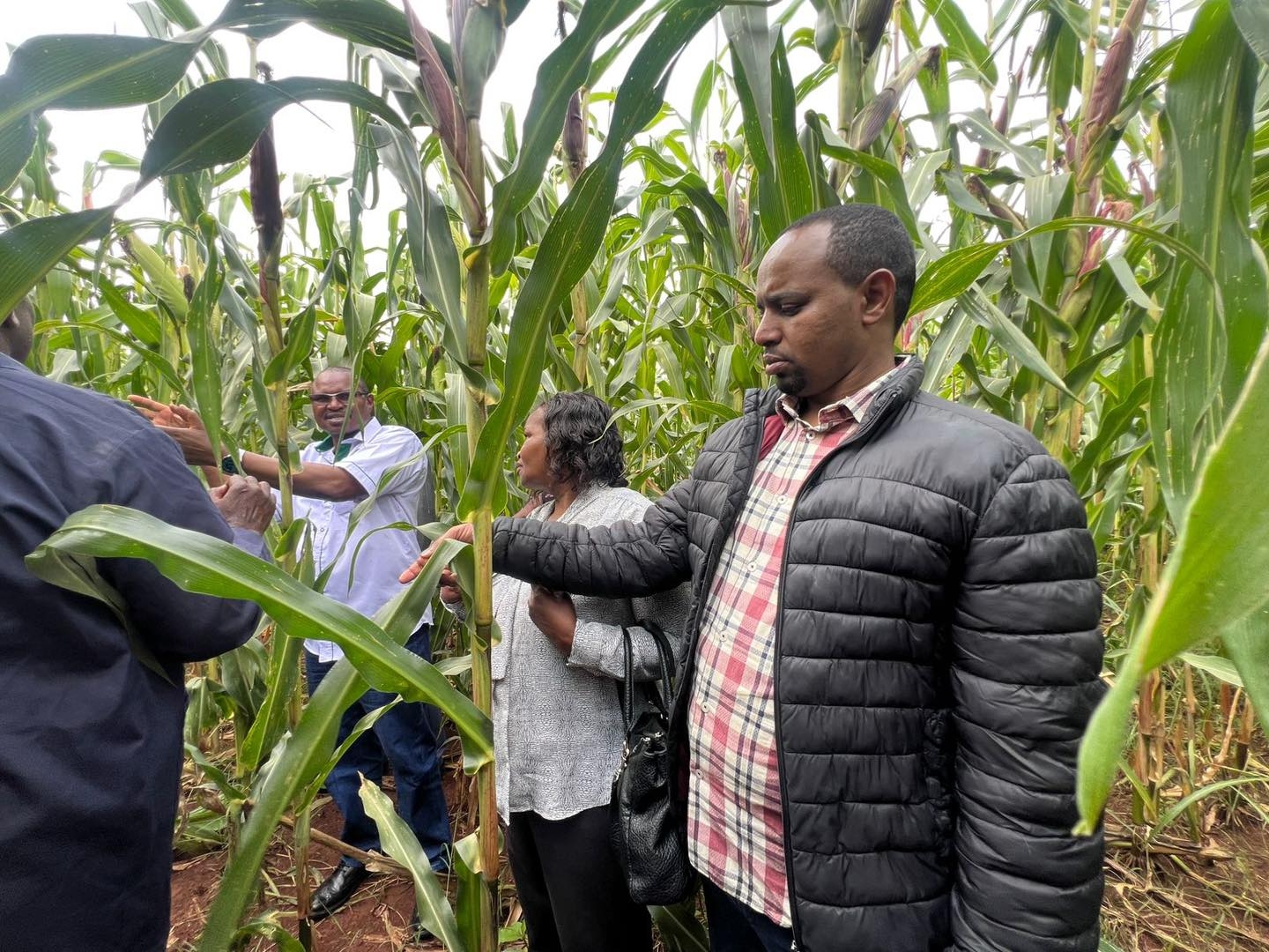 Fake seed traders warned as Kephis tightens noose