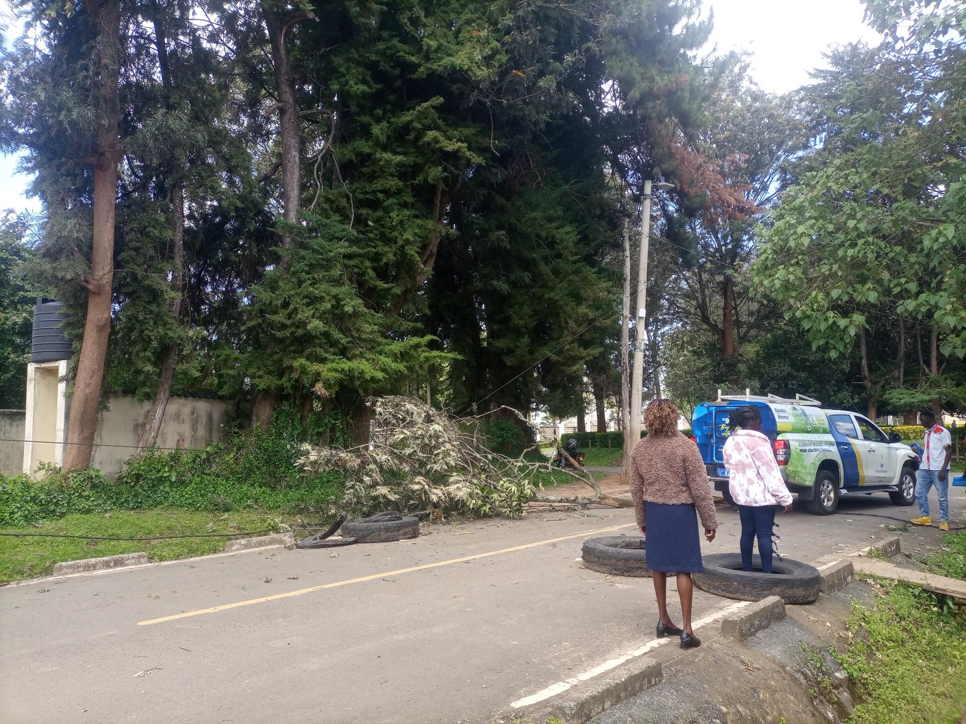 Falling trees cause panic in Kapenguria