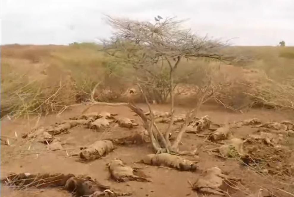 Conservancies condemn mass poisoning of warthogs in Wajir