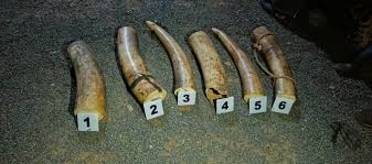 Suspected poacher arrested in Isiolo as Sh2m elephant tusks seized