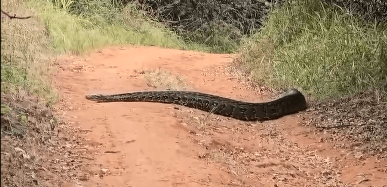 KFS responds to claim of python sighting in Karura