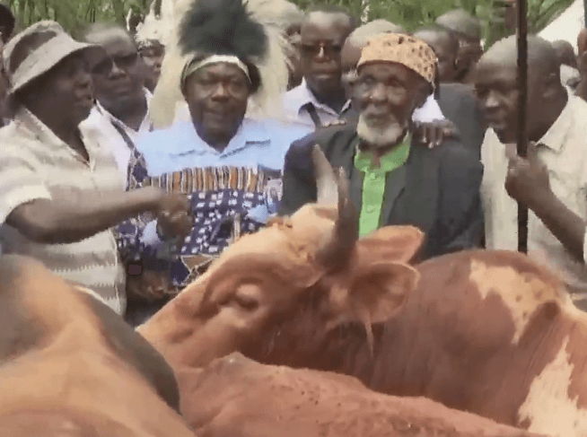 Mudavadi sends bulls in Bondo to honour Raila