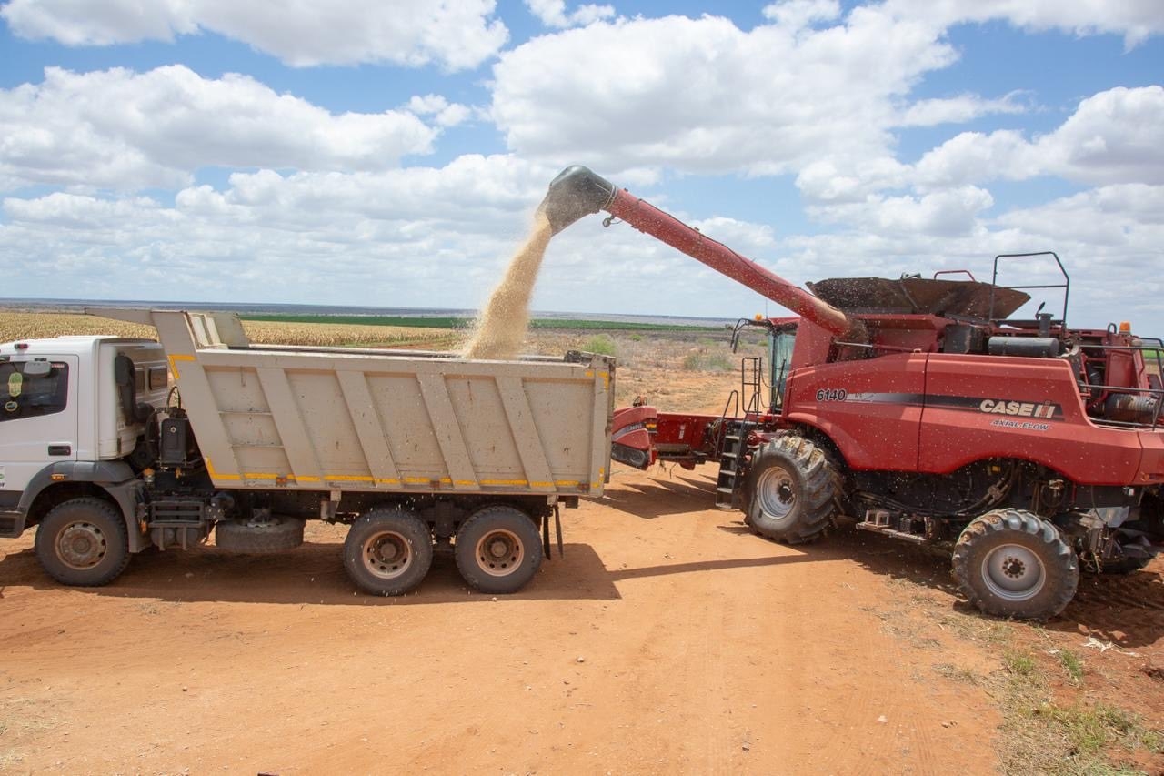 [PHOTOS] Maize harvest begins at Galana Kulalu