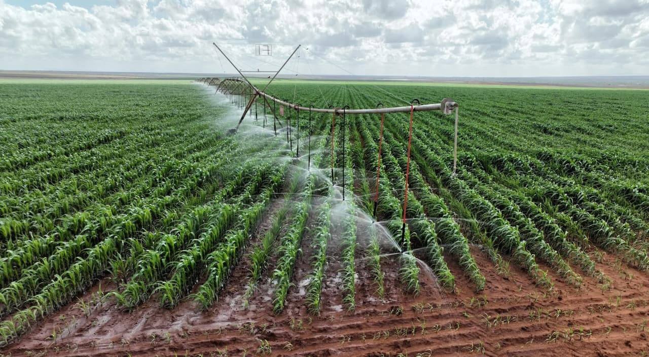 Intensive farming attributed to shorter lifespans