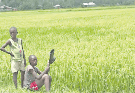 Project to help rice farmers in Kenya, Nigeria to improve production launched