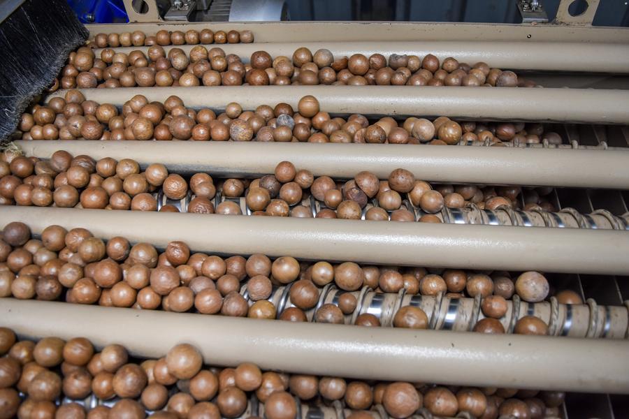 Kenya's macadamia farmers overcome market hurdles, embrace export growth