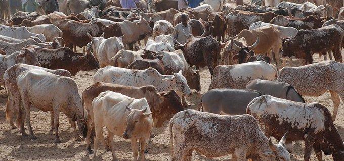 State denies sinister motive in livestock vaccination