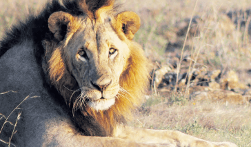 Human-wildlife conflict intensifies as more lions attack camels in Laikipia