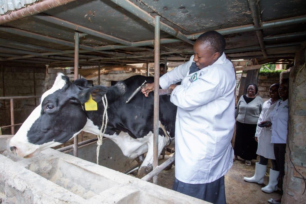 Kirinyaga vaccinates cows against skin disease