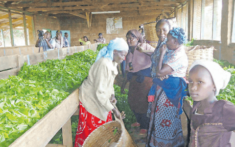 Tea farmers decry frustration in KTDA direct shareholding