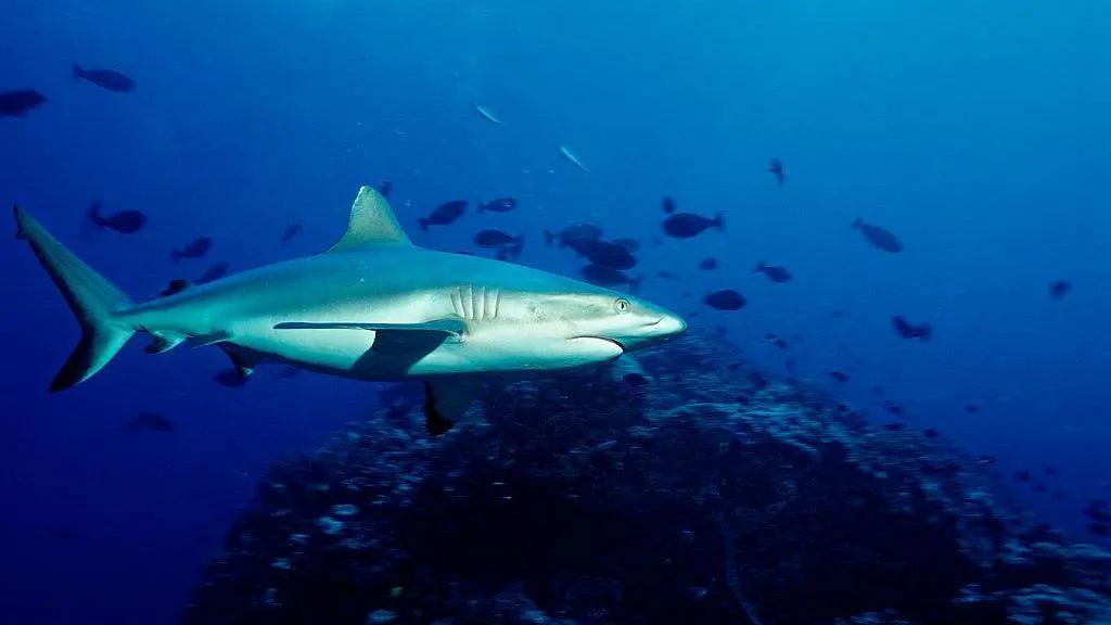 School chaplain killed in shark attack on Australia's Great Barrier Reef