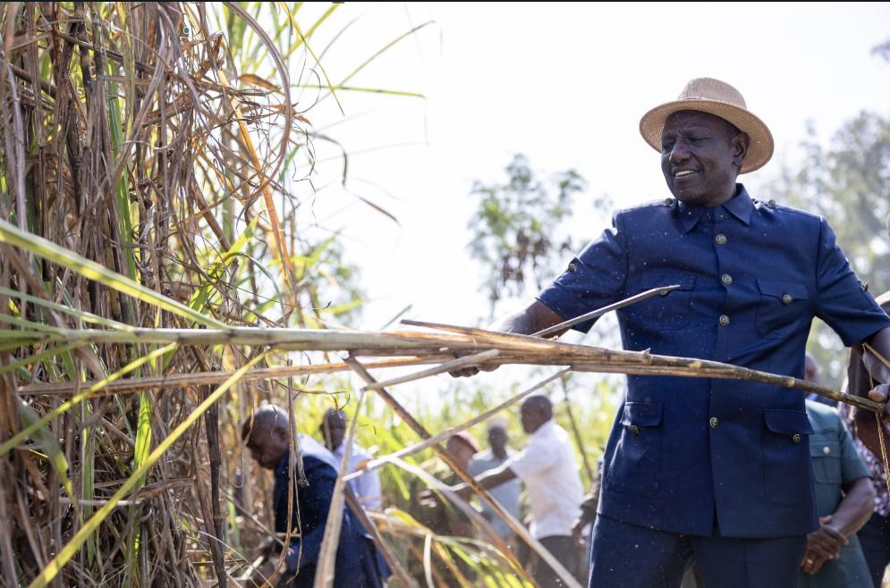 Ruto in Mumias to release first bonus to cane farmers