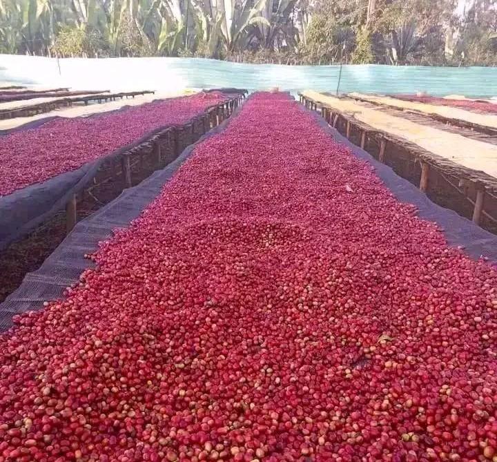 Coffee traded at weekly auction nets Sh1.78 billion