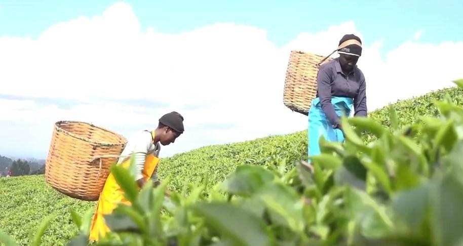 High quality Kenyan tea attracts good prices at auction