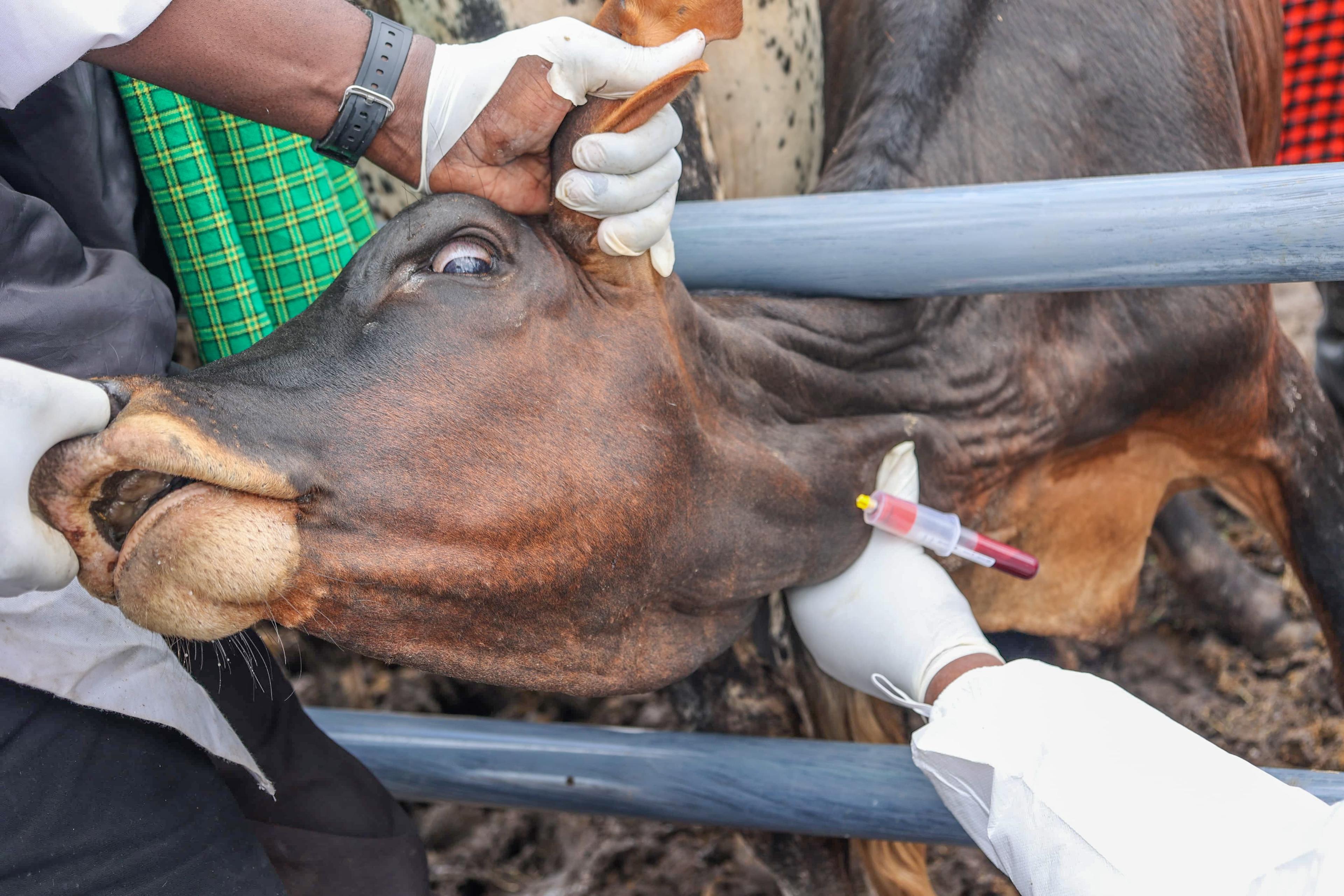 Livestock vaccination campaign begins