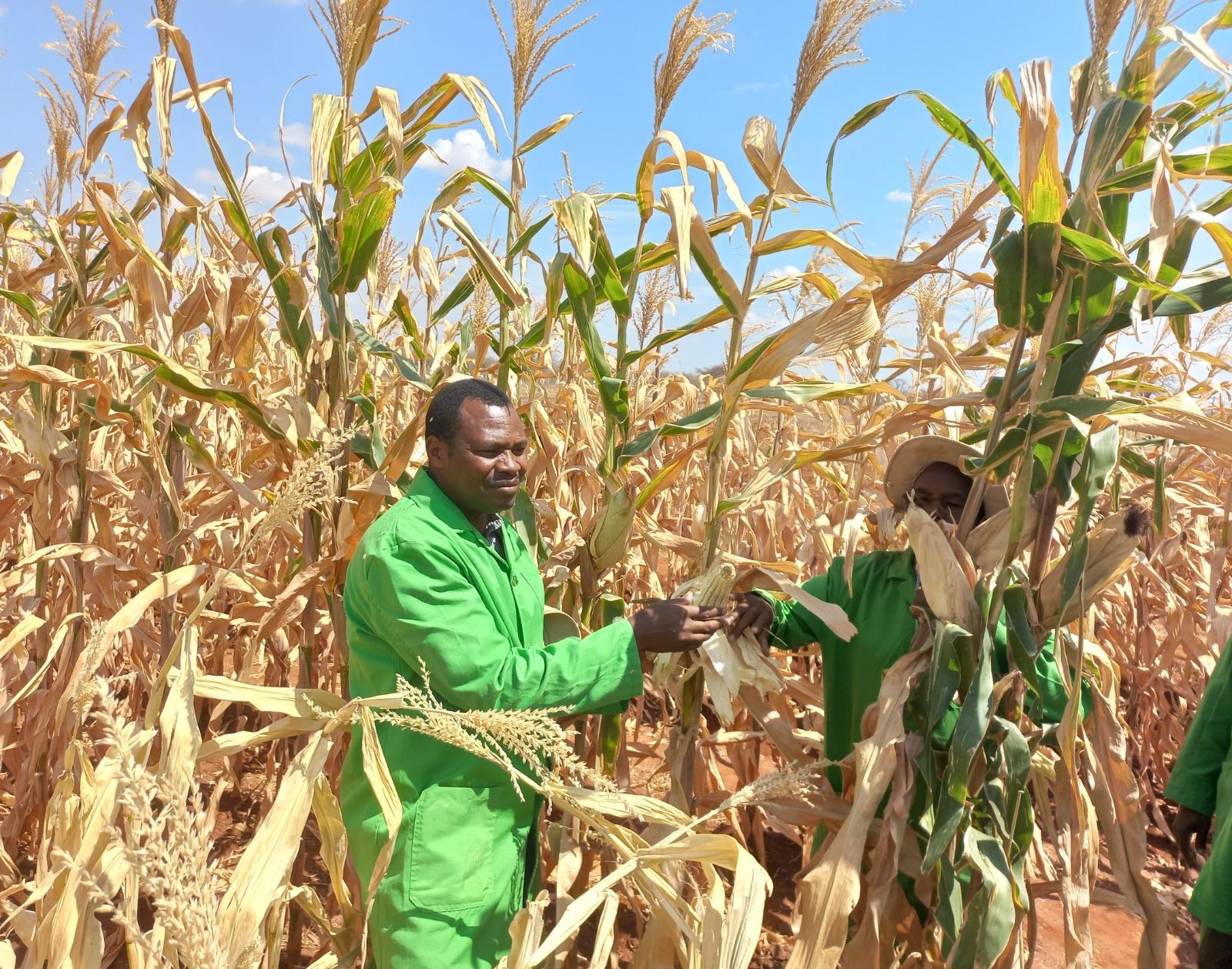 Kiambu: Agency winds up public participation on GMO maize