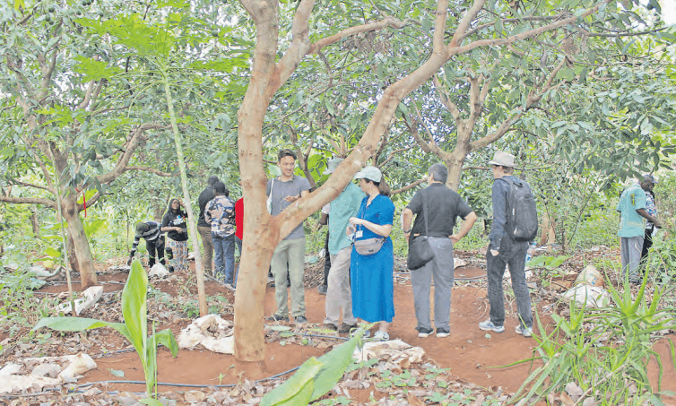 Global lobbies in Murang’a to discuss agroecology