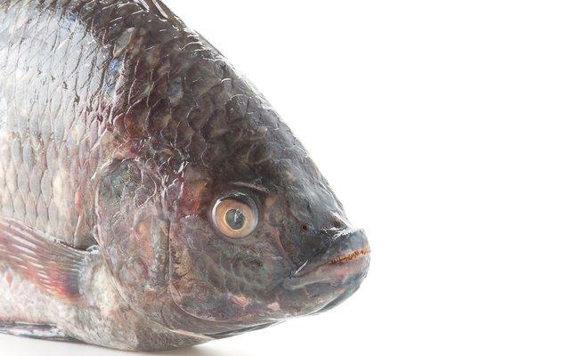 What your favorite tilapia is hiding from you