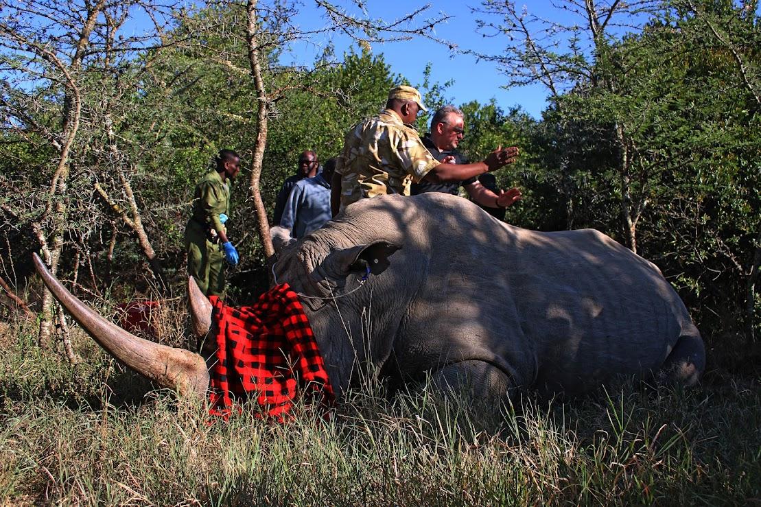 KWS doubles efforts to save white rhino from extinction