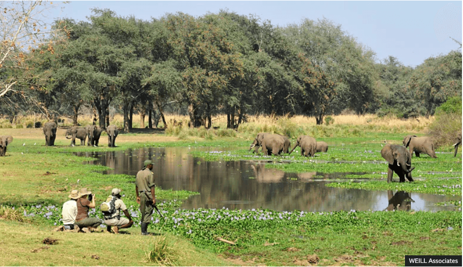 Why travellers are seeking out guilt-free safaris