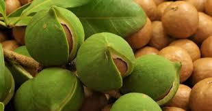 Battle over raw macadamia exports a hard nut to crack