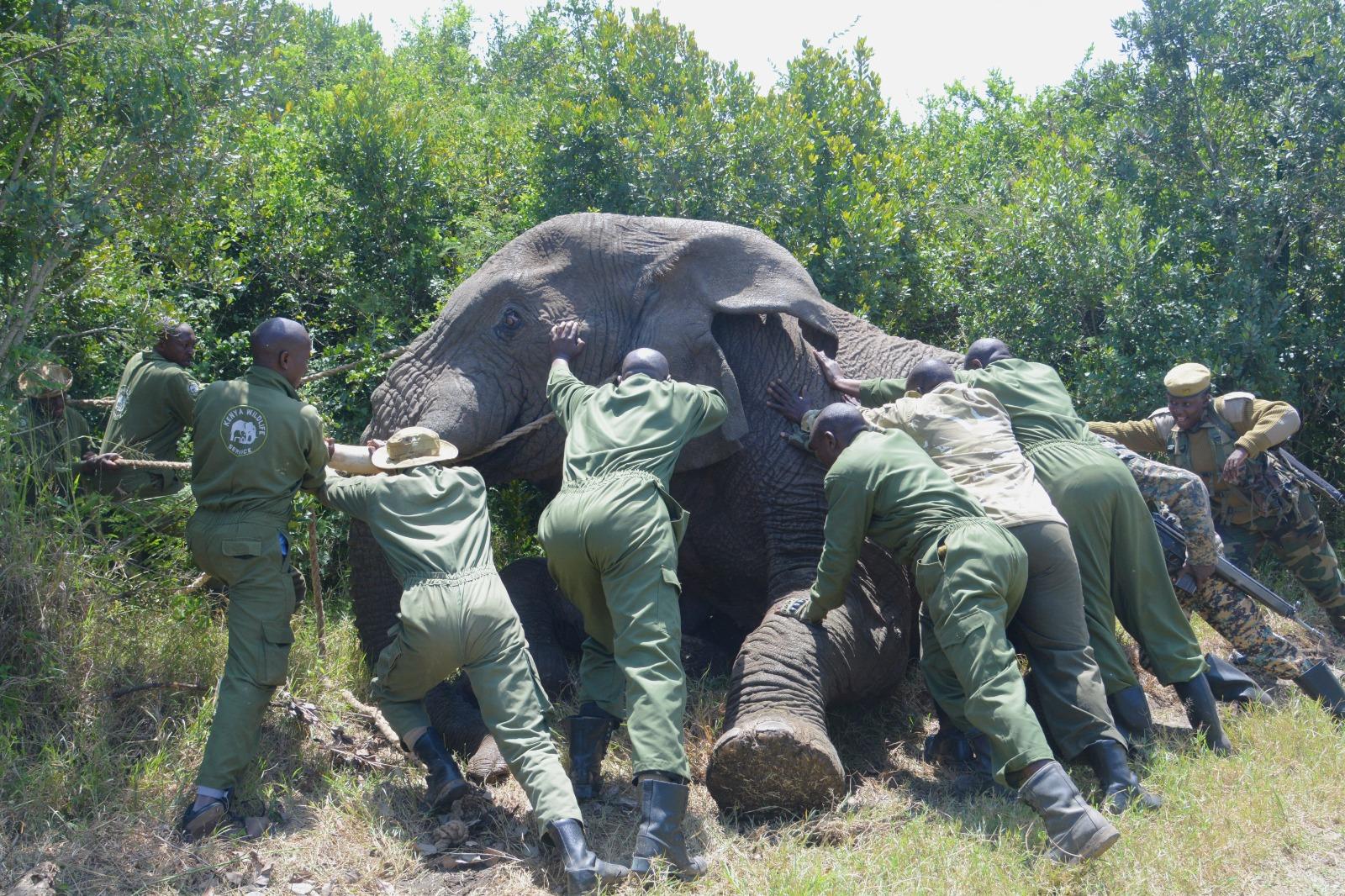 EXPLAINER: What to know about World Wildlife Day