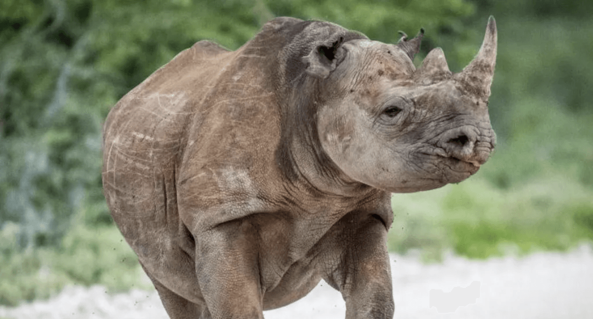 Army sent to battle fire in Namibia tourist hotspot