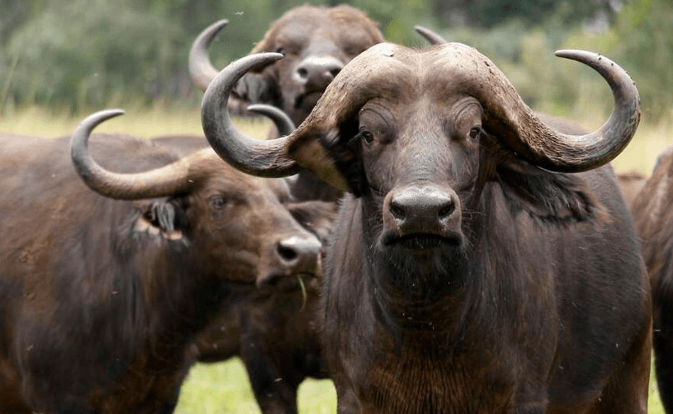 More than 80 buffaloes drown in Namibia